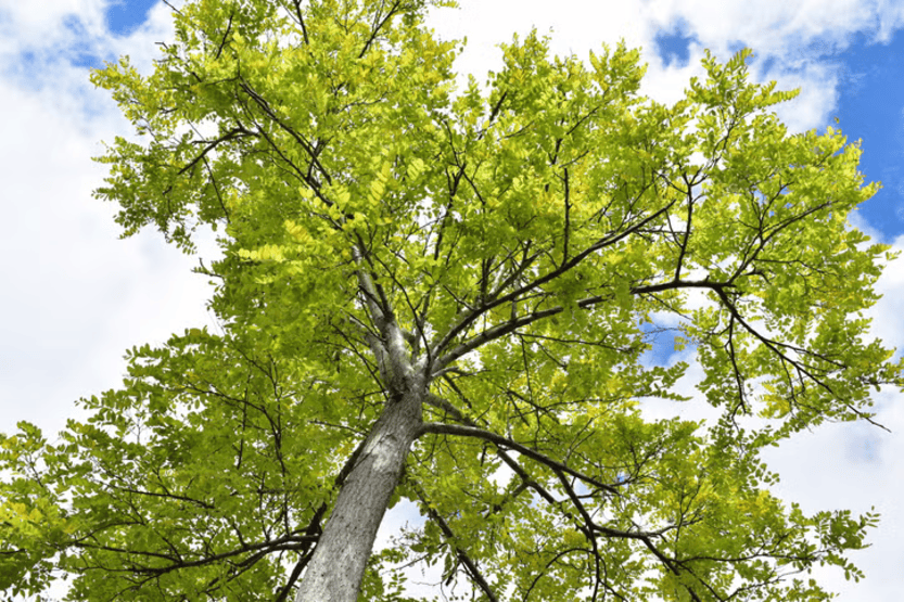 St. Pete Hosts Tree Giveaways to Restore Canopy Lost in Hurricane Milton