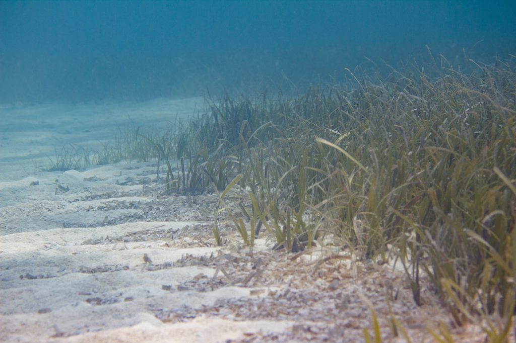 St. Pete Pioneers New Seagrass Restoration Technique This&nbsp;Summer