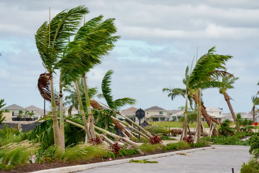Tampa Bay Tree Giveaways Aid Recovery from Hurricane Damage