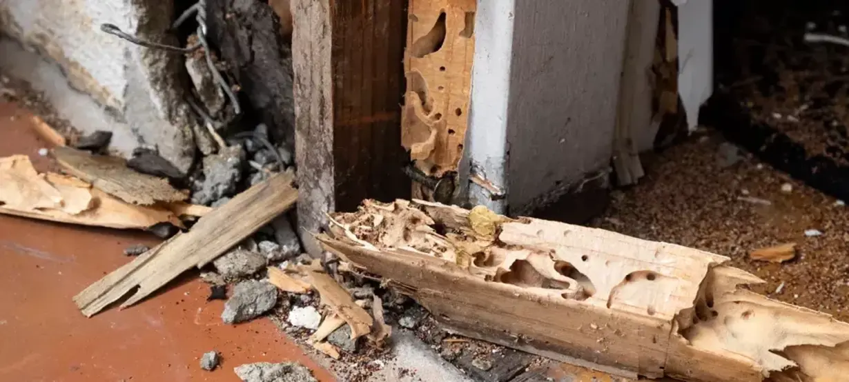 Tampa Ranks 3rd in Nation for Termite Infestations, New Study Claims