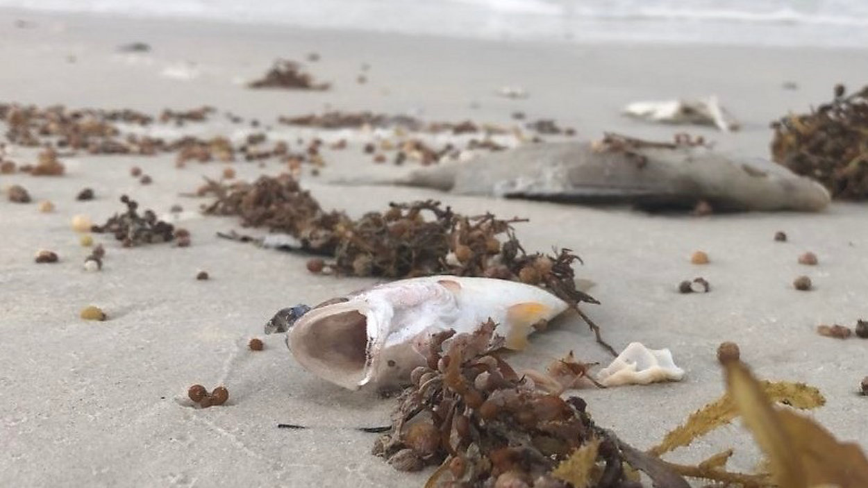 USF Scientists Break New Ground by Identifying Viruses in Red Tide