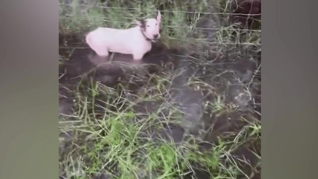 DeSantis Signs Stricter Animal Cruelty Laws After Hurricane Dog Abandonment&nbsp;Case