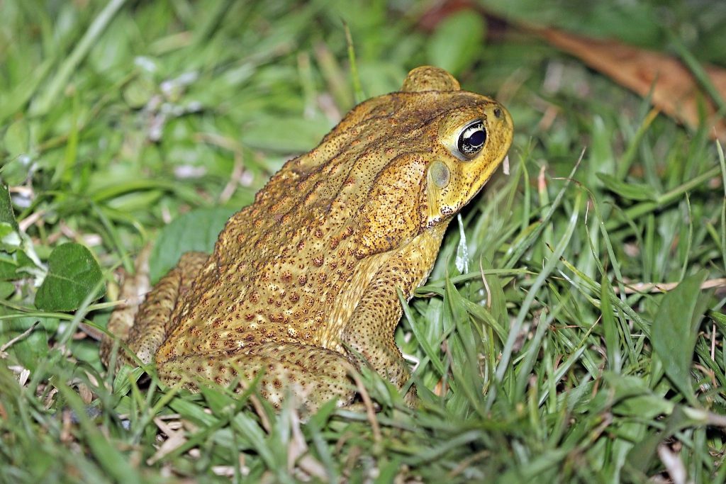 Tampa Bay Pet Parents: Beware of Toxic Cane Toads