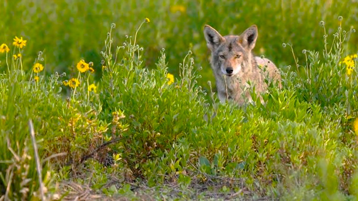 Three Coyote Attacks in Two Days Prompt Warning in Florida Beach Town