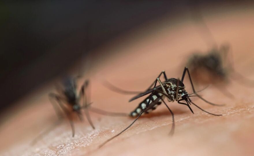 Hurricane Aftermath Spurs Mosquito Boom in Tampa Bay, Especially Near Abandoned&nbsp;Lots