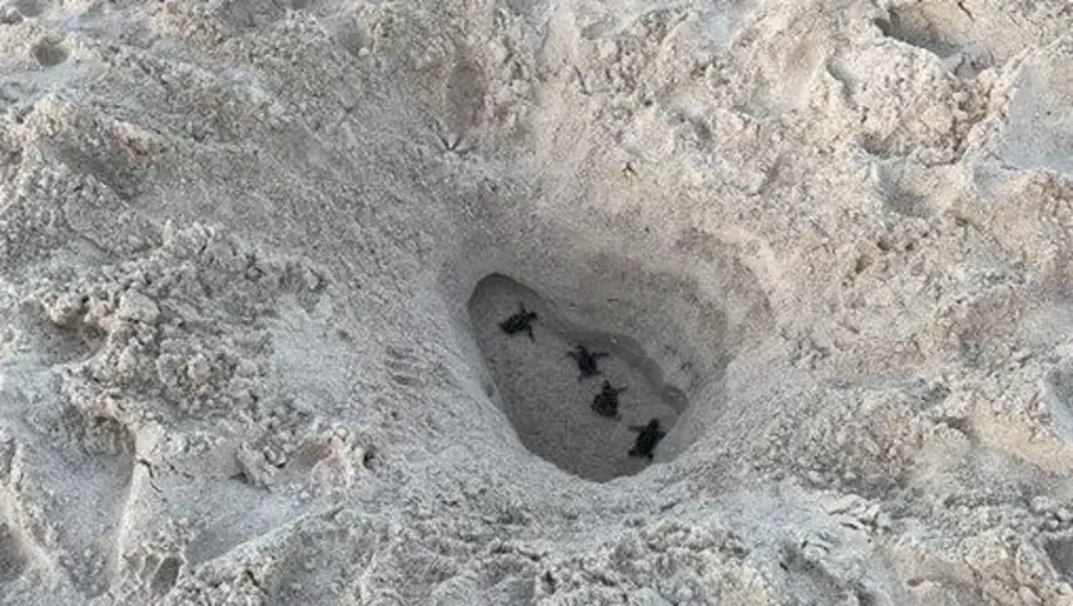 Manatee County Cracks Down on Deep Beach Holes to Protect Turtles and Public Safety