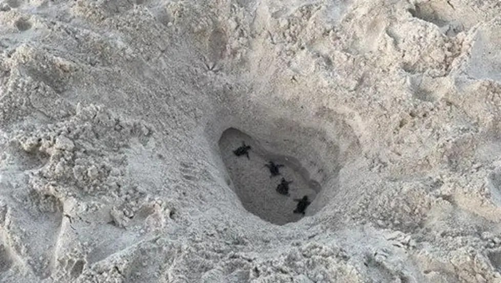 Manatee County Cracks Down on Deep Beach Holes to Protect Turtles and Public&nbsp;Safety