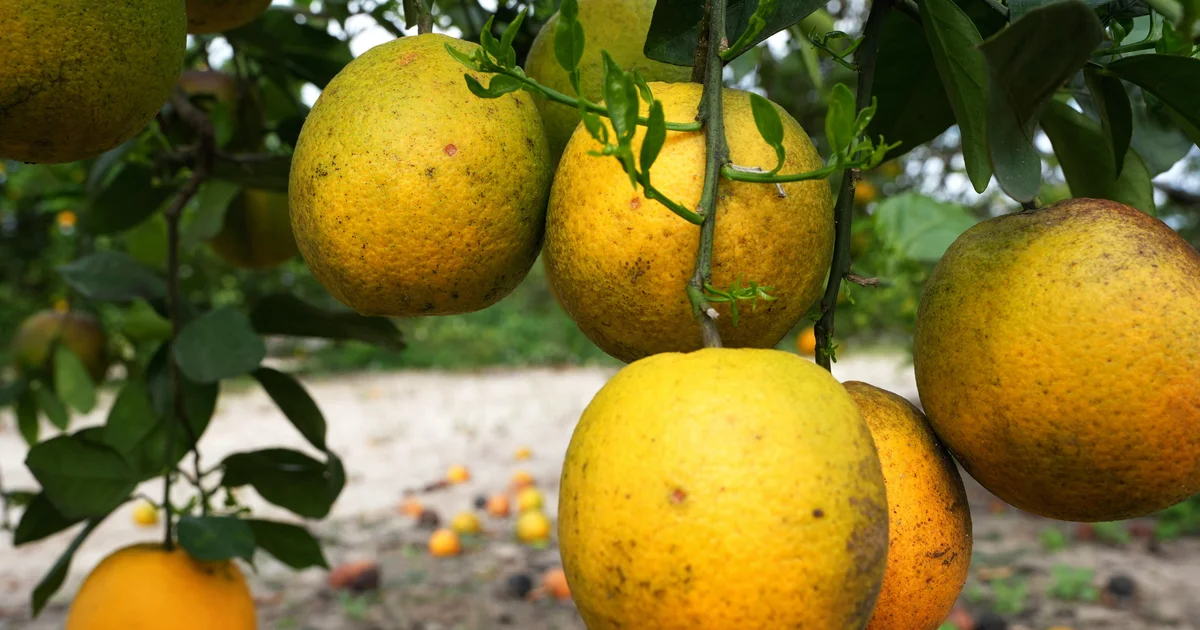 Florida Citrus Production Hits Lowest Level Since 1919