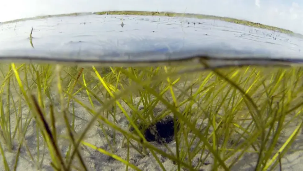 Flesh-Eating Bacteria Cases Climb in Florida — What to Know and How to Stay Safe