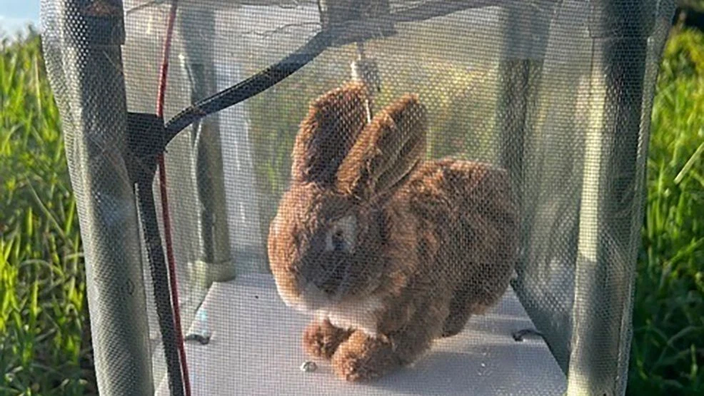 Robot Rabbits Deployed in Everglades to Help Track and Trap Invasive Pythons