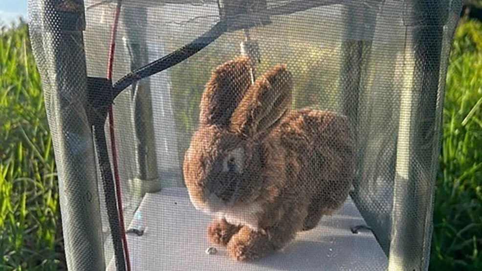 Robot Rabbits Deployed in Everglades to Help Track and Trap Invasive&nbsp;Pythons