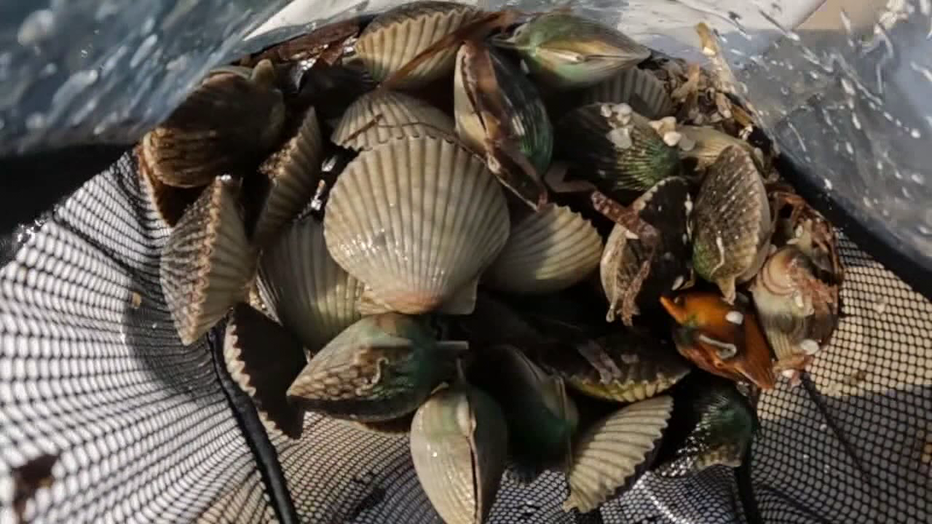Toxins Temporarily Halt Pasco Scallop Season