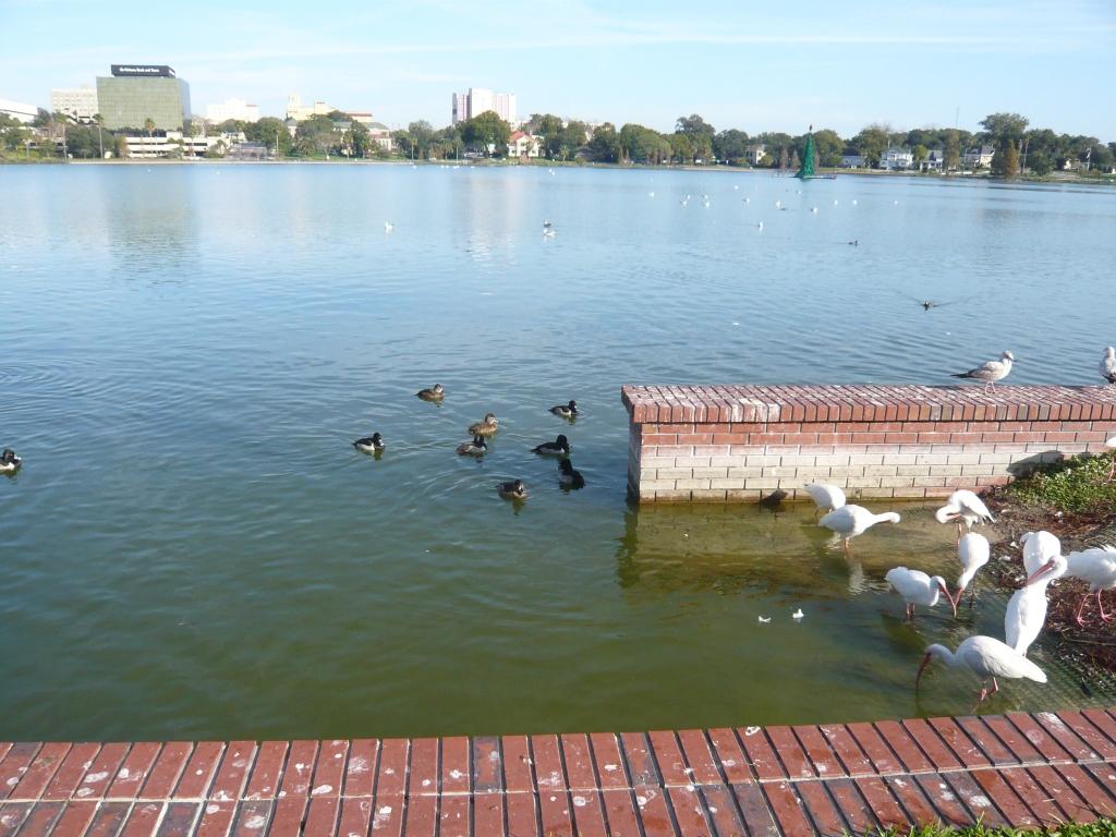 Lakeland Secures $1M Grant to Boost Lake Morton Water Quality