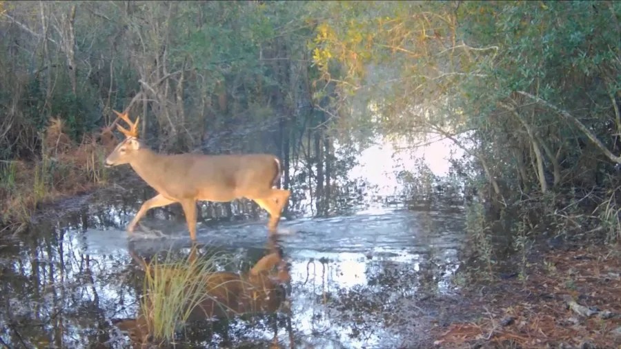 Florida Confirms Second Case of Chronic Wasting&nbsp;Disease