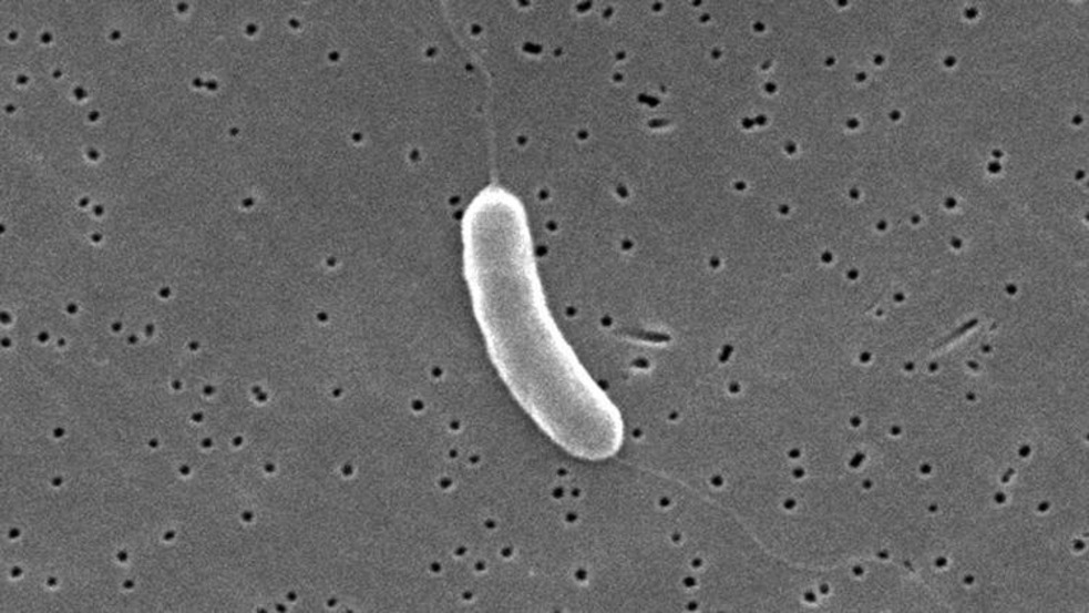 Flesh-Eating Bacteria Case Reported in Polk County