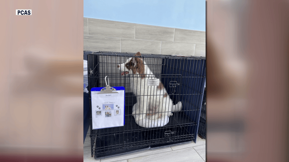 Pinellas County Considers Stricter Pet Store Regulations Following Hundreds of Violations
