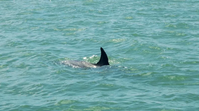 Florida Led U.S. in Shark Bite Incidents in 2025, UF Report Shows
