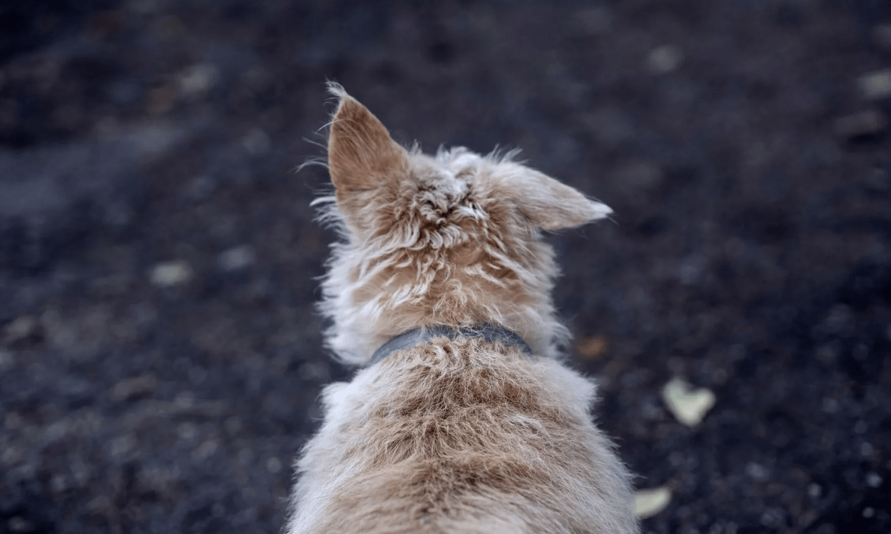 Pinellas County Animal Services Adopts AI Tool to Reunite Lost Pets with Owners