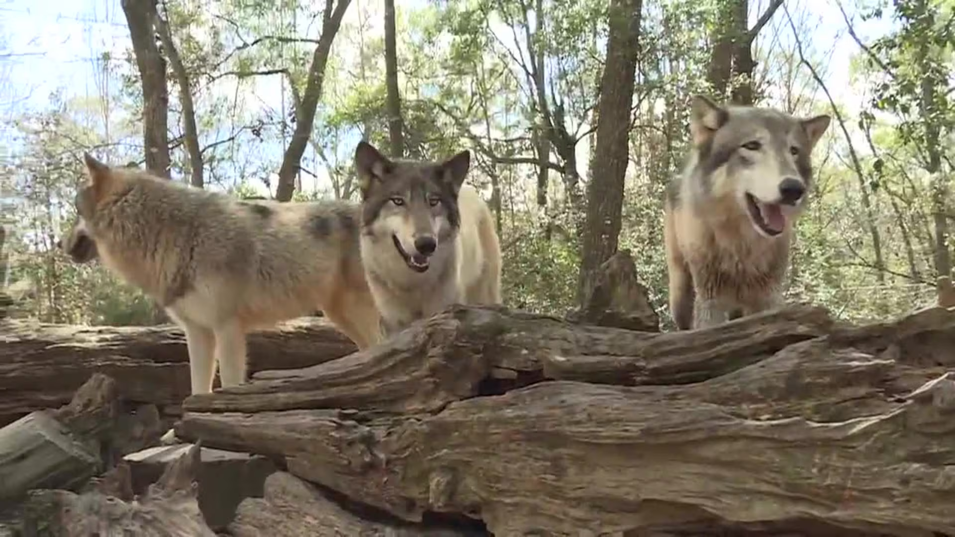 Florida Wolf Preserve Seeks Court Stay to Delay Eviction