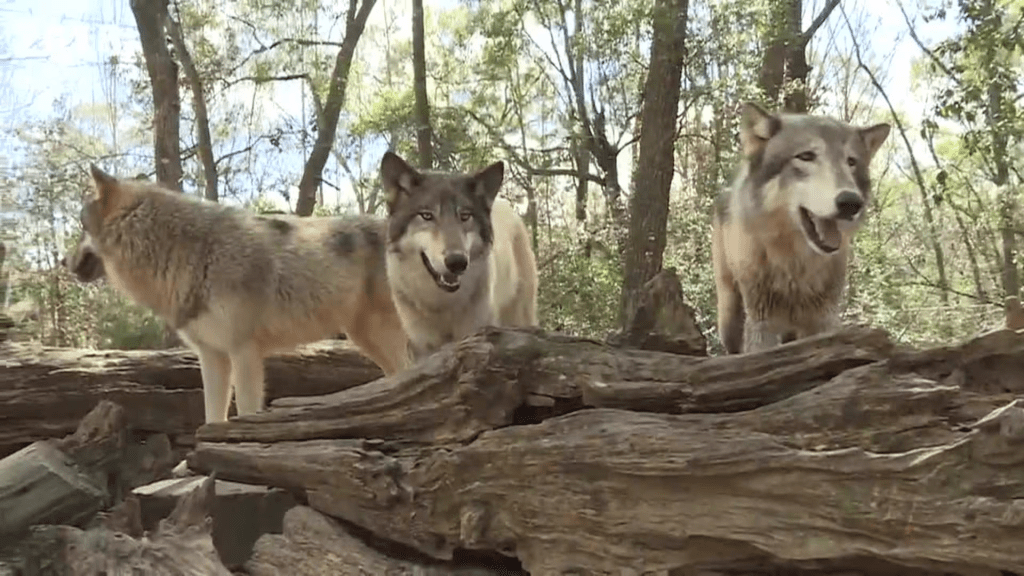 Florida Wolf Preserve Seeks Court Stay to Delay&nbsp;Eviction
