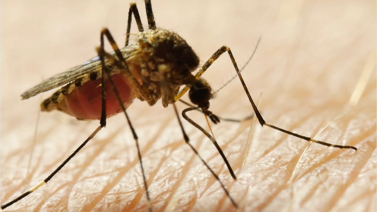 Pinellas County Urges Residents to Eliminate Standing Water Ahead of Mosquito Season