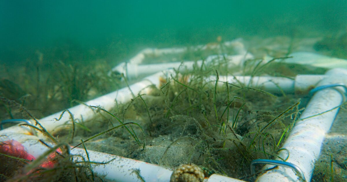 Tampa Bay Seagrasses Rebounding, Though Old Tampa Bay Lags Behind