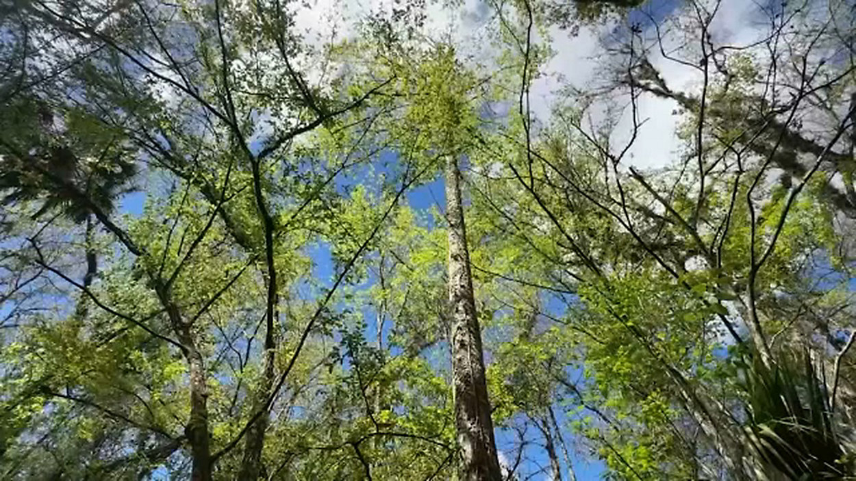 Tampa Weighs Tree Policy Overhaul Following Hurricane Damage Study