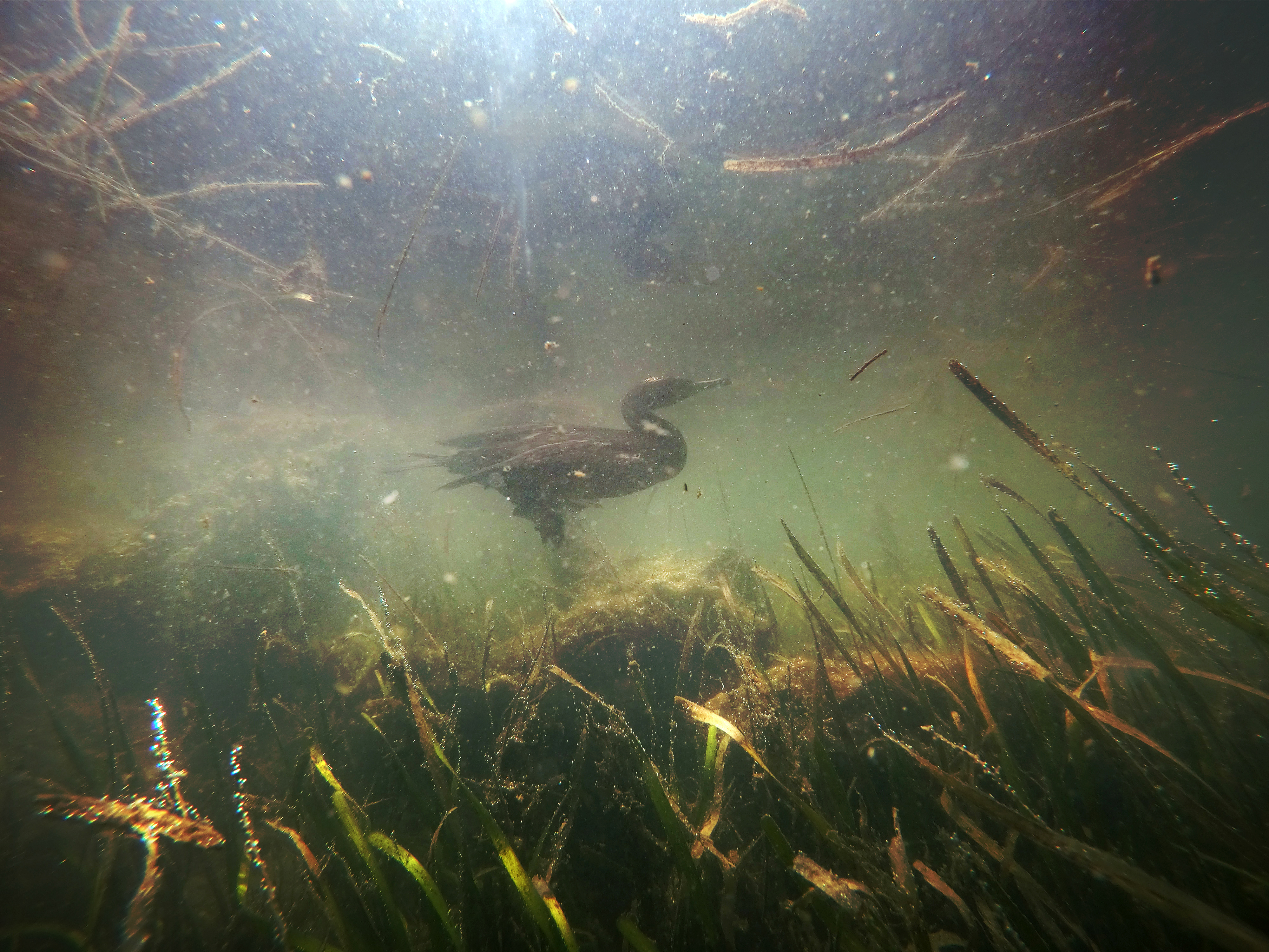 Seagrass Thriving in Boca Ciega Bay, Scientists Say Data Could Help Struggling Parts of Tampa Bay