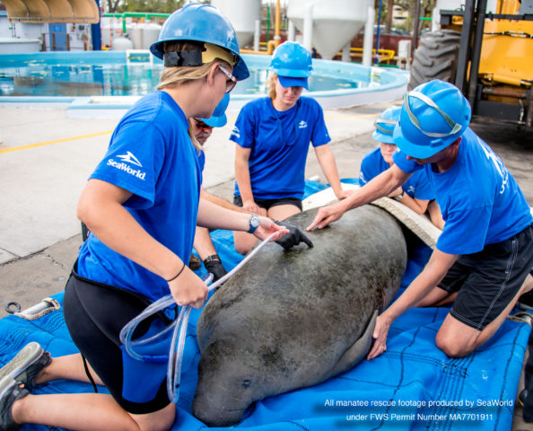 SeaWorld Reaches 43,000 Animal Rescues&nbsp;Milestone