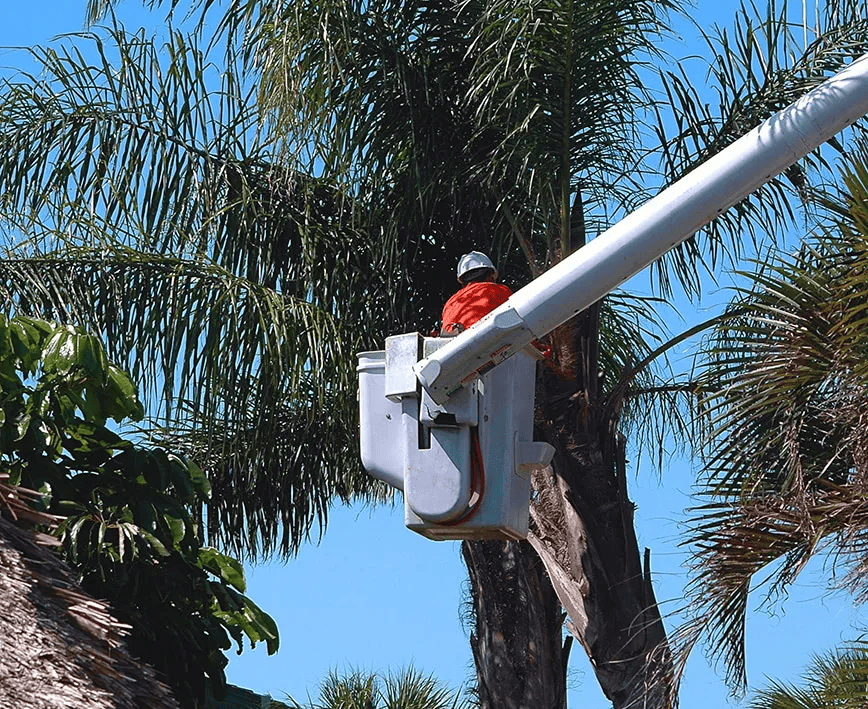 Tree Trimming Urged as Hurricane Season Approaches