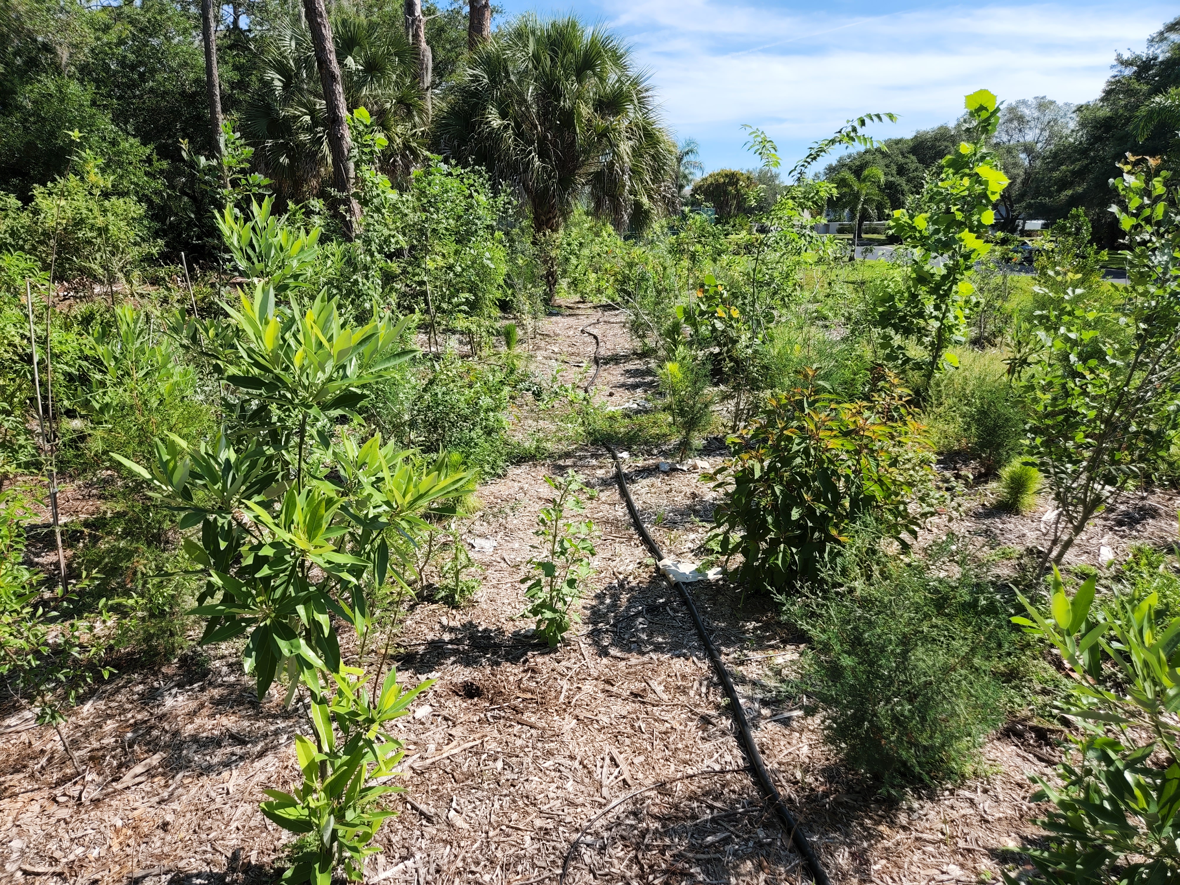 Palmer Ranch Plants Microforest to Combat Future Flooding