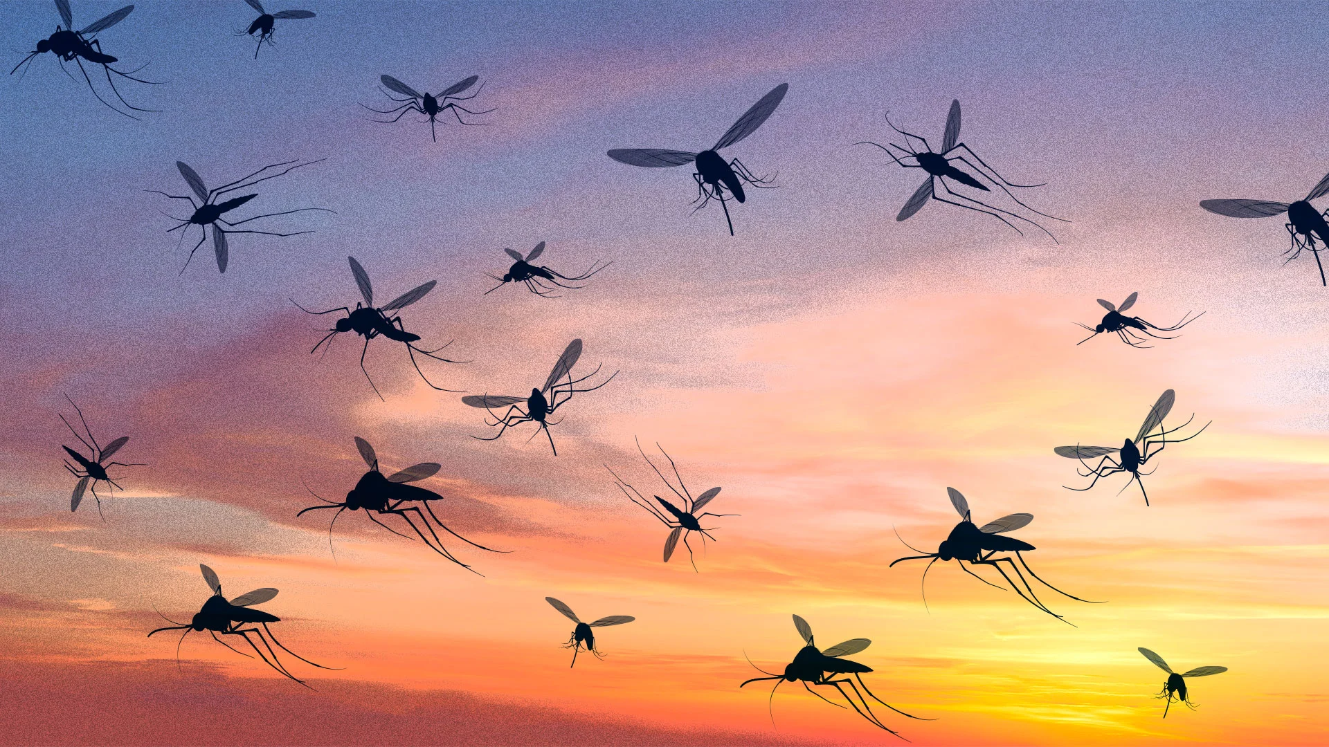 Google Seeks Federal Approval to Release 32 Million Sterile Mosquitoes in Florida