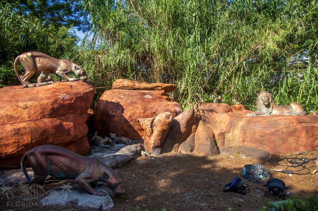 Five Lion Brothers and Two Hyenas Set to Debut at Busch Gardens Tampa This Weekend