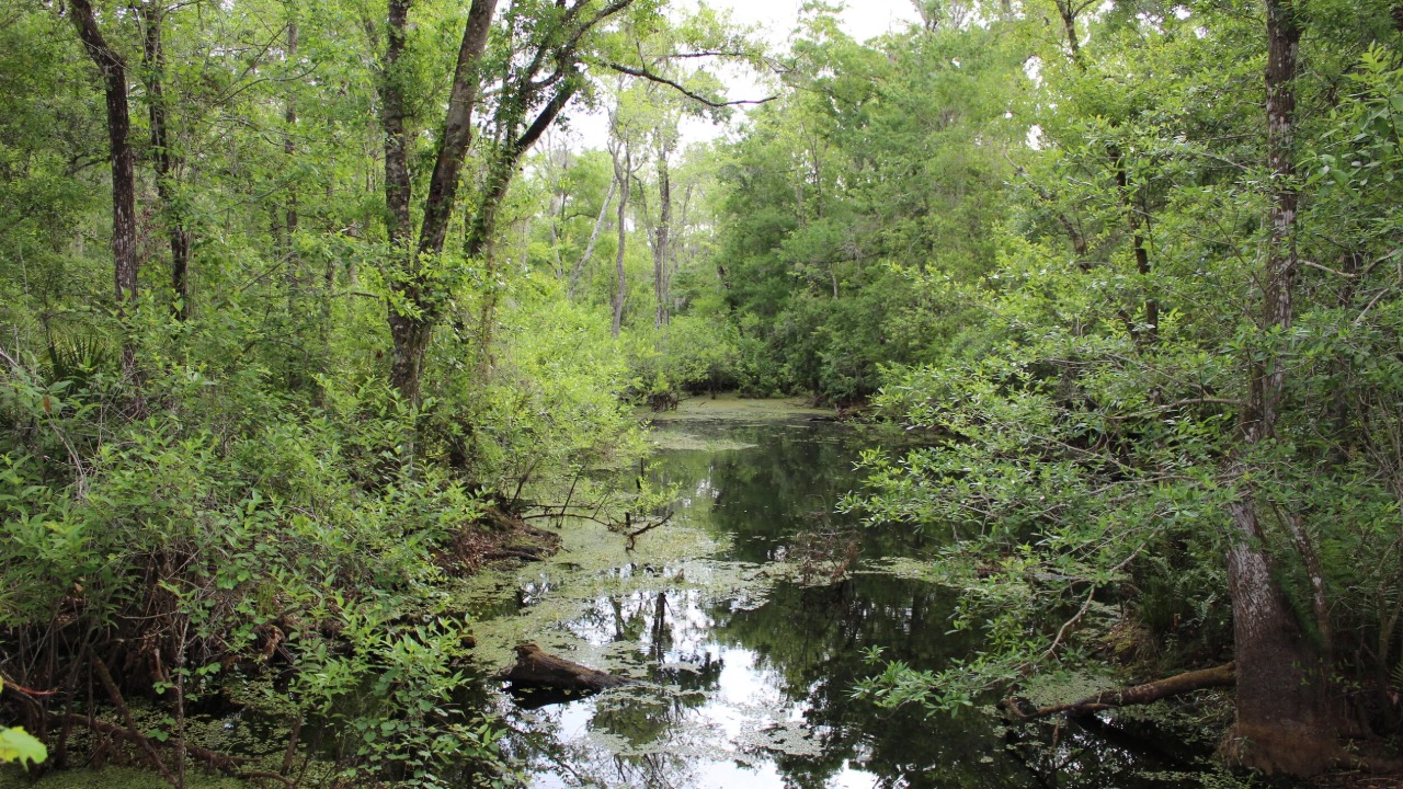 Pinellas Creeks Left in Ruins by Milton Set for $29 Million Federal Fix