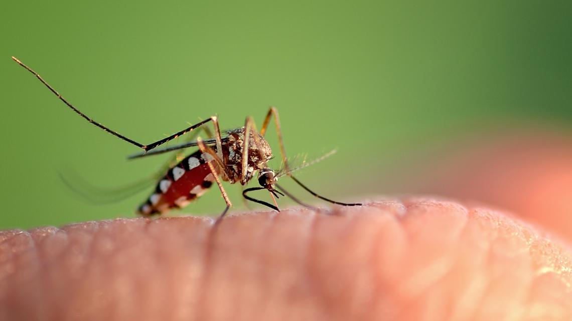 Mosquito Season Bites Back As Dengue Spreads Through Tampa Bay Neighborhoods